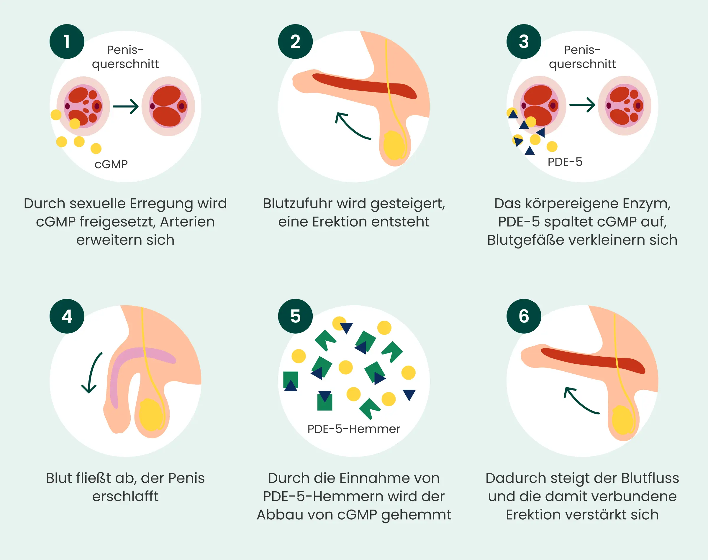 Grafik Wirkweise Medikamente bei Erektionsstörungen