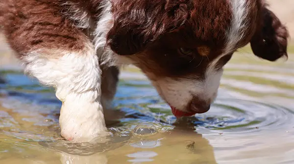 Welpe trinkt Wasser aus einer Pfütze