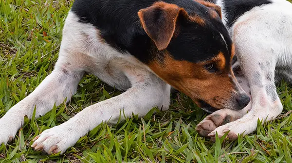 Typisches Kratzverhalten eines Hundes bei Grasmilben