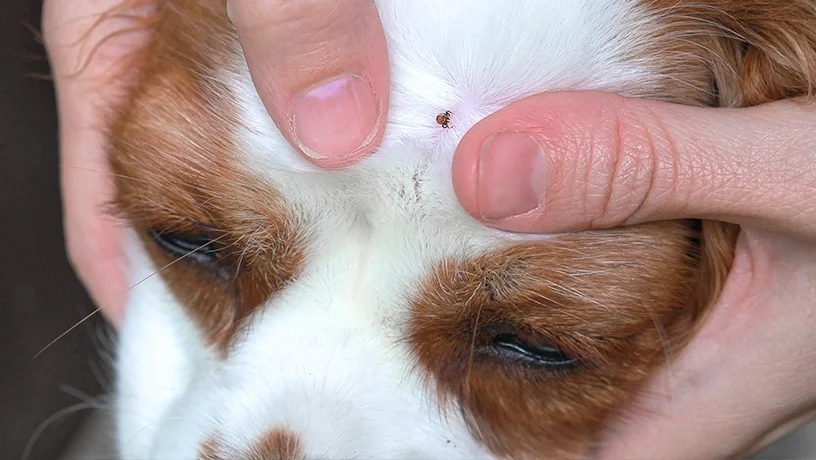 Frau entfernt eine Zecke bei ihrem Hund