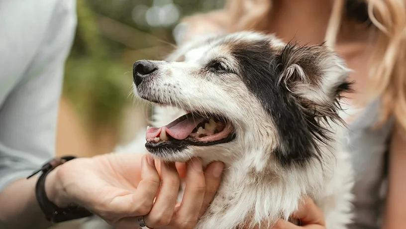Ein älterer Hund braucht Rücksicht und Liebe