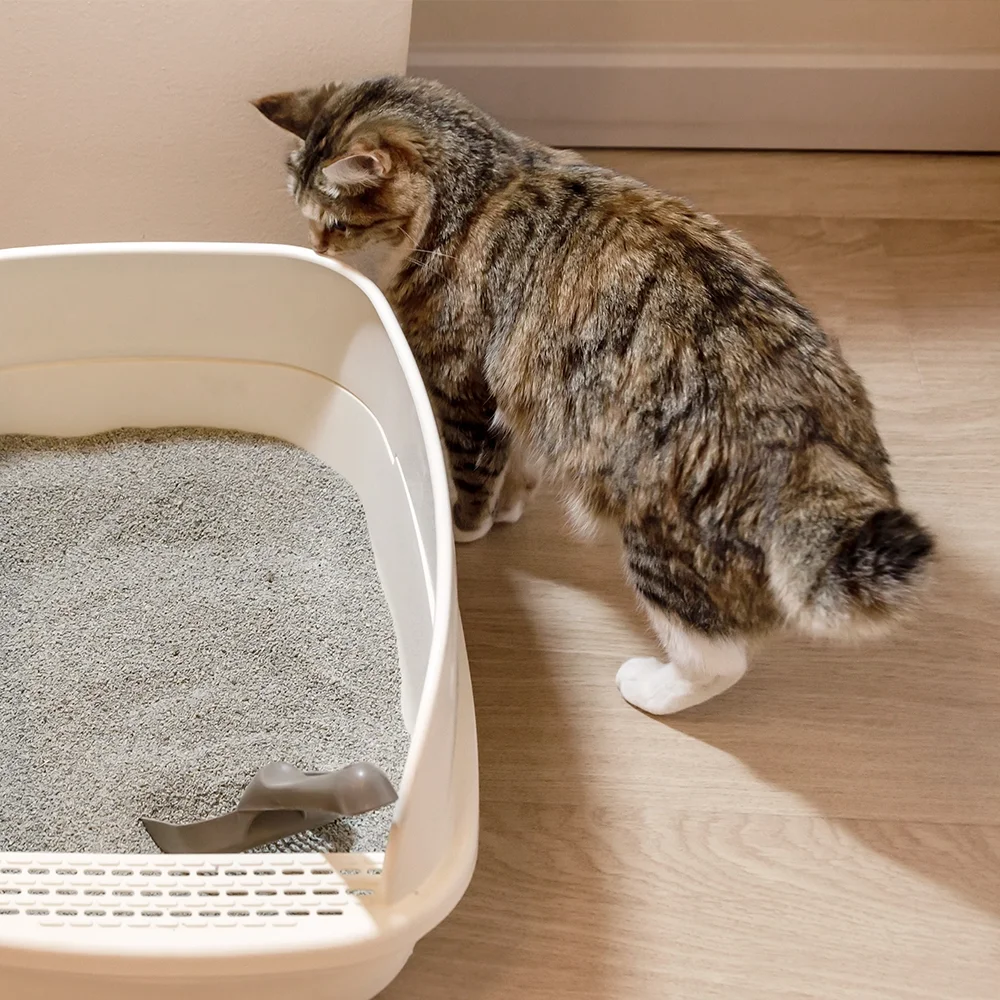 Durchfall bei der Katze: Ursachen, Hausmittel & Hilfe