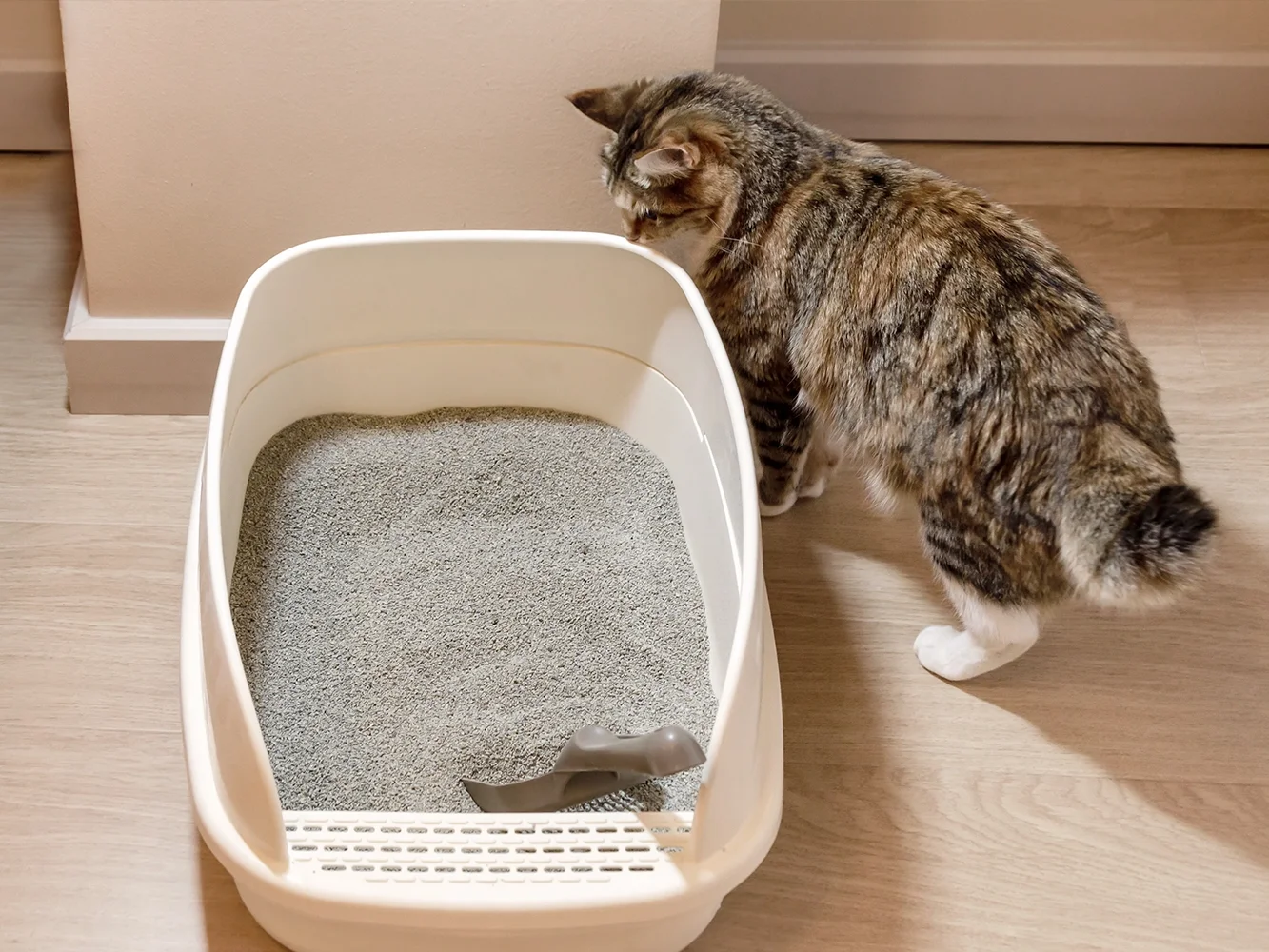 Durchfall bei der Katze: Ursachen, Hausmittel & Hilfe