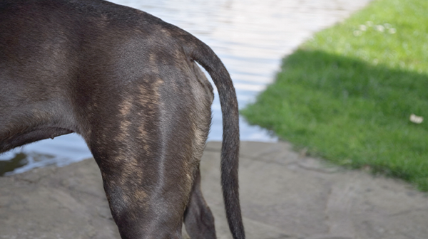 Typisch schlaff herabhängende Wasserrute bei einem Retriever