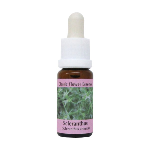 PHI Essences – Scleranthus Bachblüte Nr. 28 - 1 St