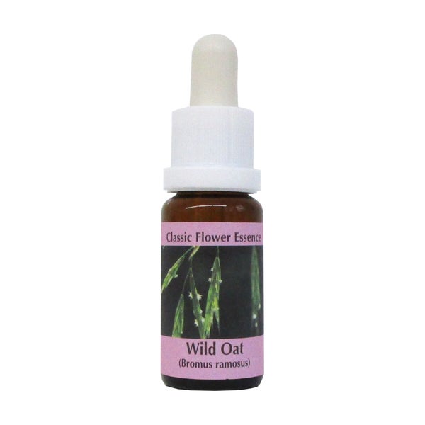 PHI Essences – Wild Oat Bachblüte Nr. 36 - 1 St