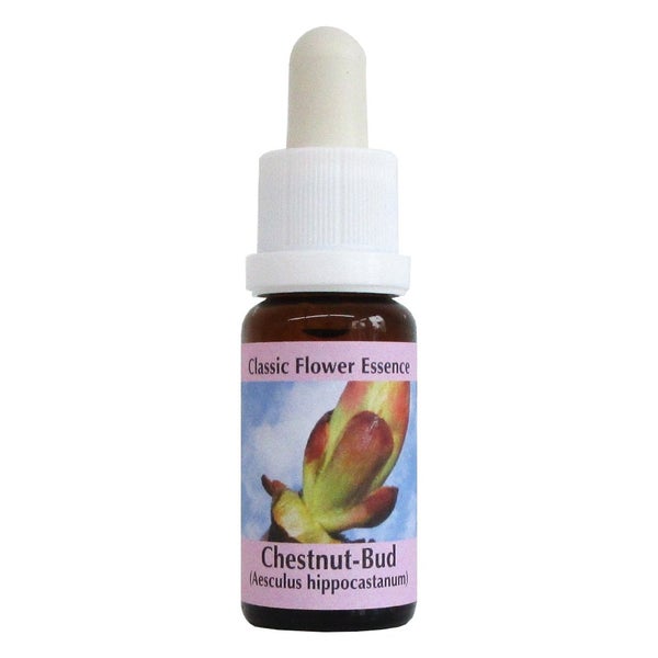 PHI Essences – Chestnut Bud Bachblüte Nr. 7 – 1 St