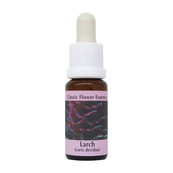 PHI Essences – Larch Bachblüte Nr. 19 – 1 St