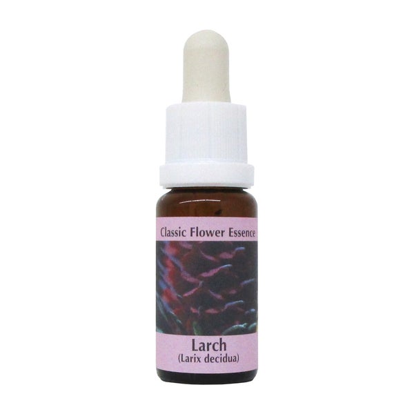 PHI Essences – Larch Bachblüte Nr. 19 - 1 St