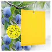 Panngu 20 Gelb-Sticker gegen Kirschfruchtfliege, Gelbfalle für Garten &