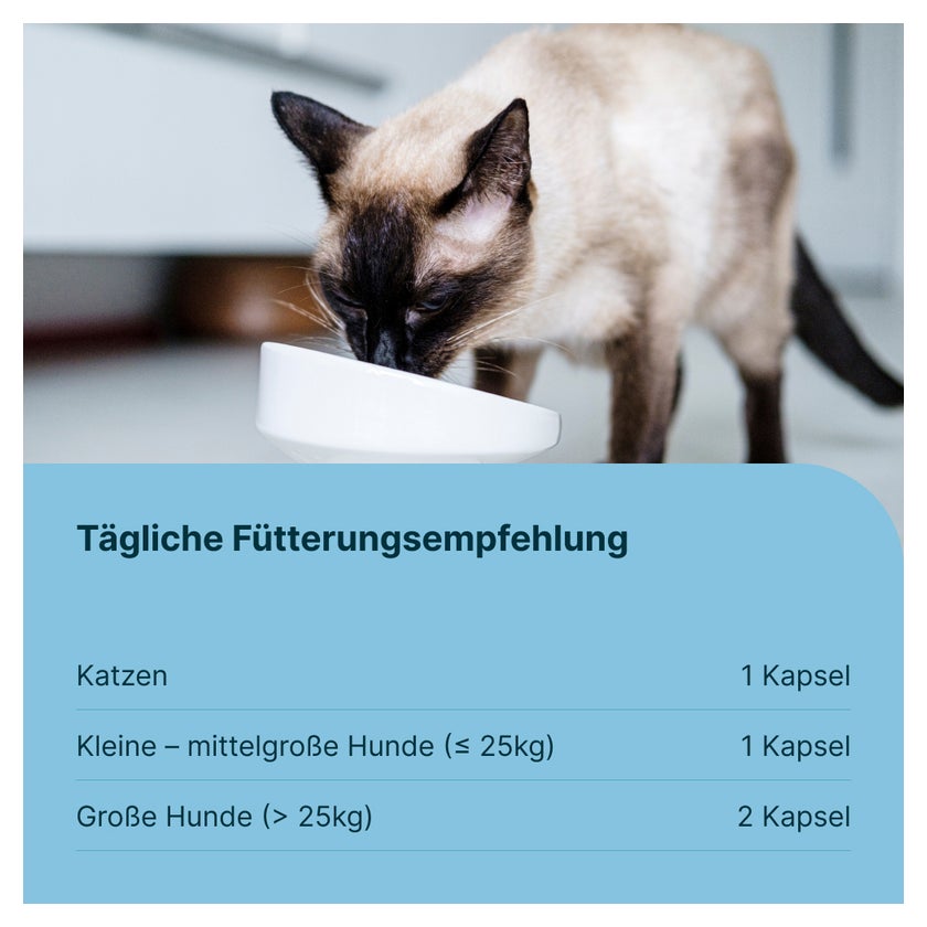 GASTEEL VET Kapseln Hund und Katze 50 St