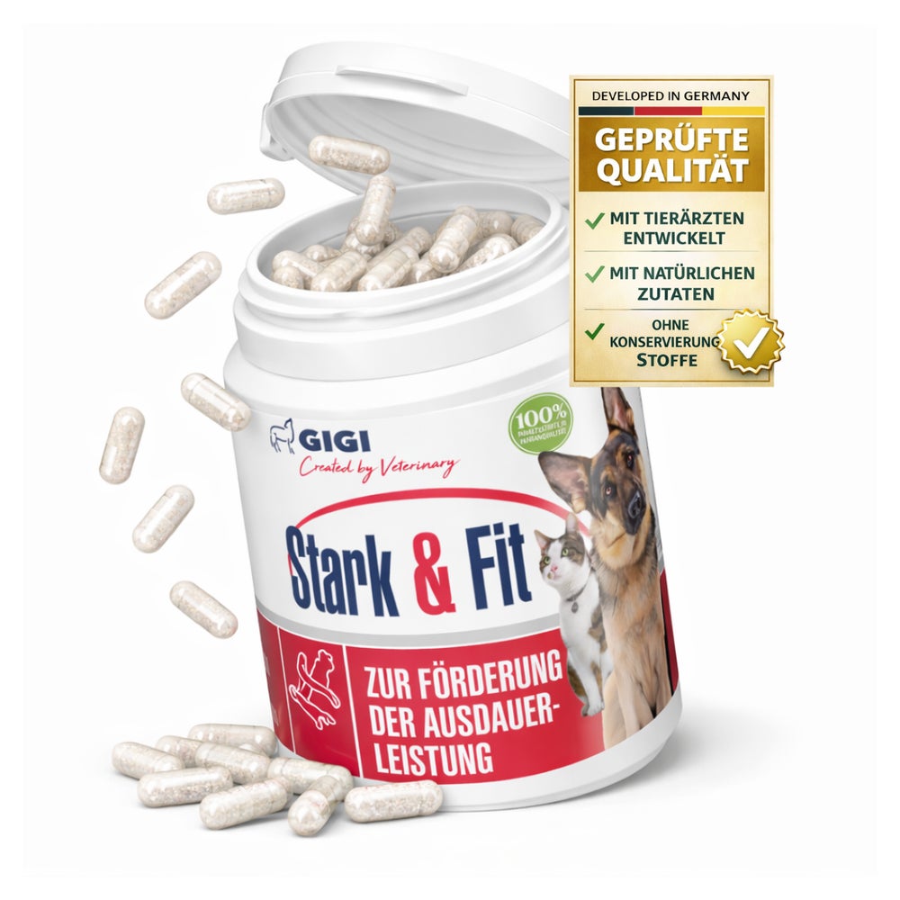 GIGI VET Stark & Fit 90 St