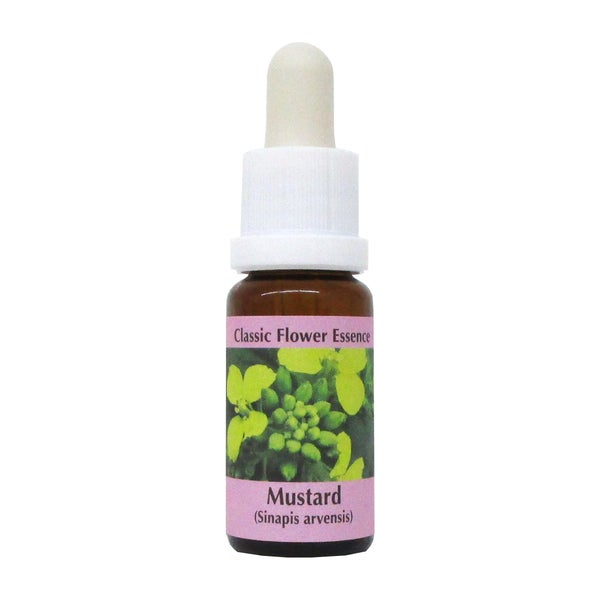 PHI Essences – Mustard Bachblüte Nr. 21 - 1 St