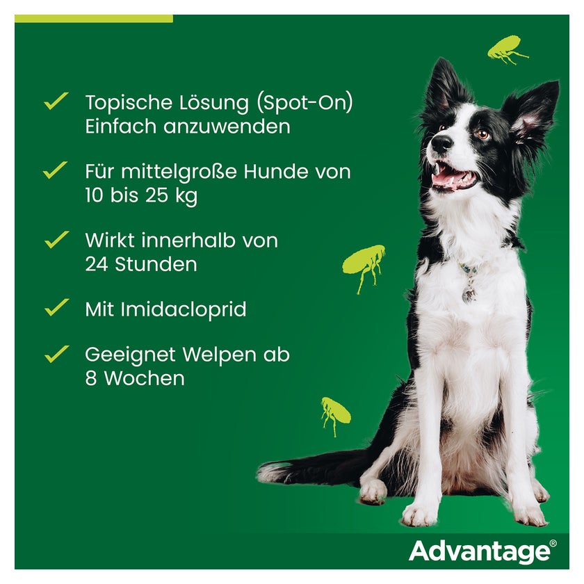 Advantage Spot-On 250 gegen Flhemittelgroe Hunde 4 St online kaufen |  DocMorris