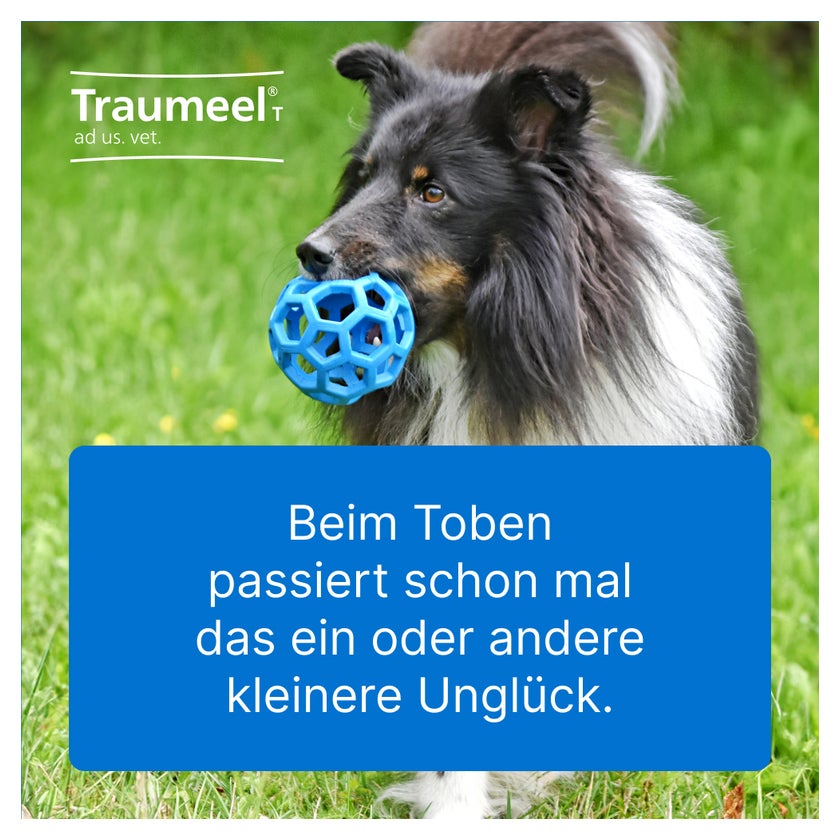Traumeel T ad us.vet. Tierarznei 100 St