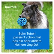 Traumeel T ad us.vet. Tierarznei 100 St