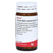 Produktabbildung: Viscum MALI e planta tota D 2 Globuli 20 g