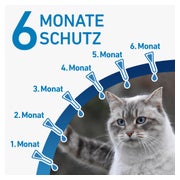 FRONTLINE SPOT-ON Katzen 6 St