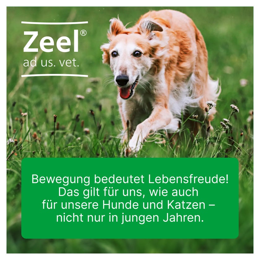 Zeel ad us. vet. Tierarznei 100 St