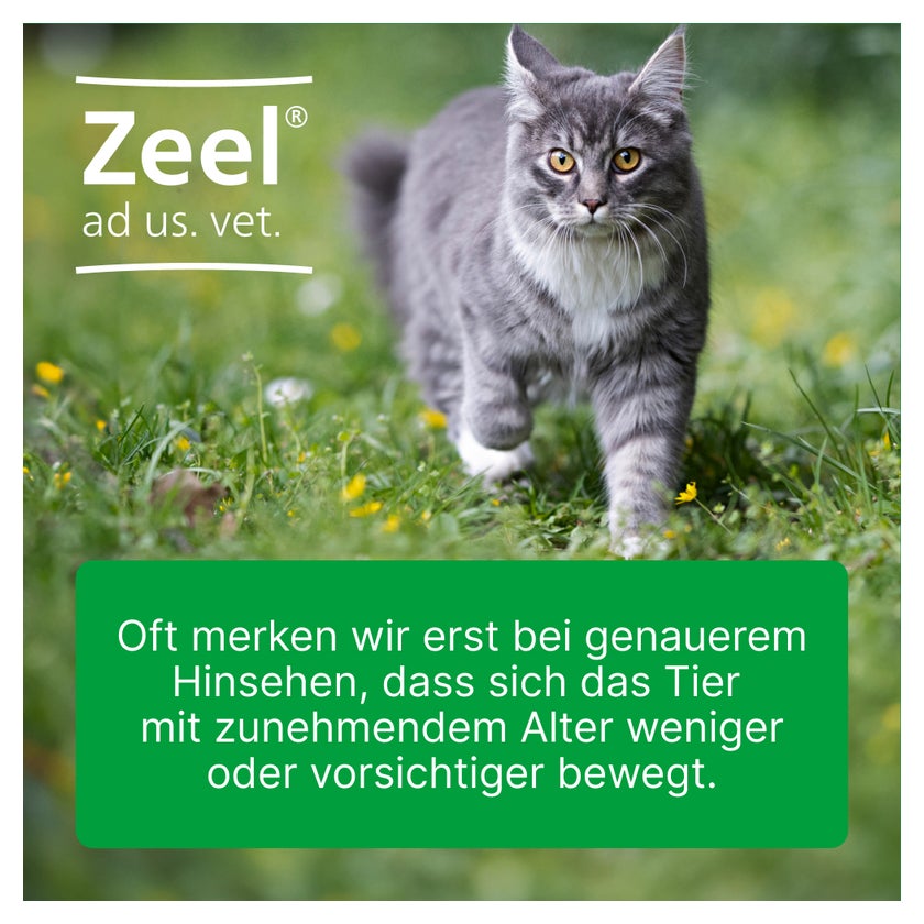 Zeel ad us. vet. Tierarznei 100 St