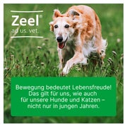 Zeel ad us. vet. Tierarznei 100 St