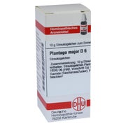 Produktabbildung: Plantago Major D 6 Globuli 10 g