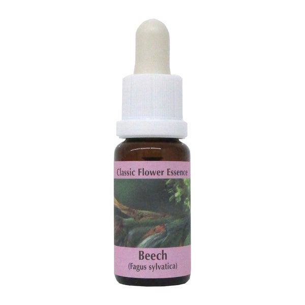 PHI Essences - Beech Bachblüte Nr. 3 - 1 St