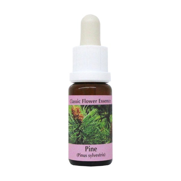 PHI Essences – Pine Bachblüte Nr. 24 - 1 St