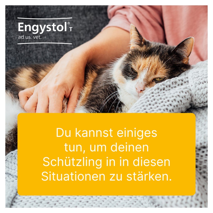 Engystol T ad us.vet.Tabletten 100 St