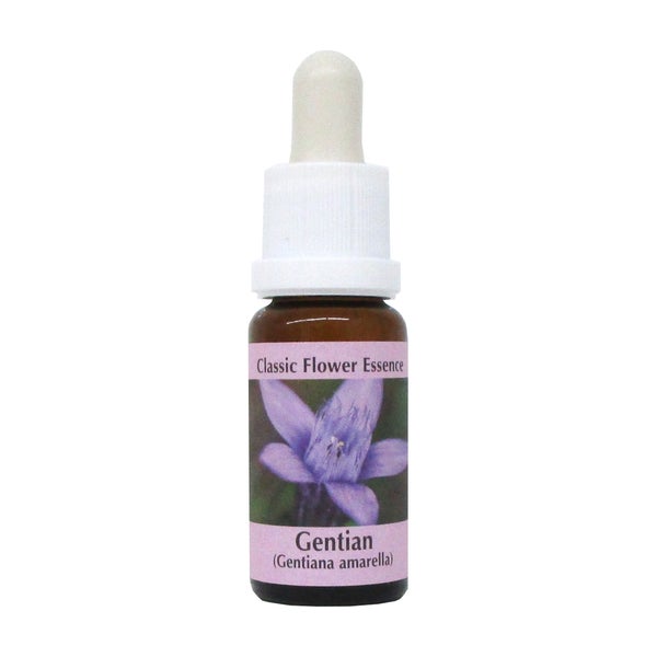 PHI Essences – Gentian Bachblüte Nr. 12 - 1 St