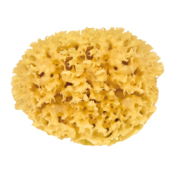 Naturschwamm Badeschwamm aus dem Mittelmeer Ø circa 15 cm 1 St