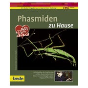 Phasmiden zu Hause