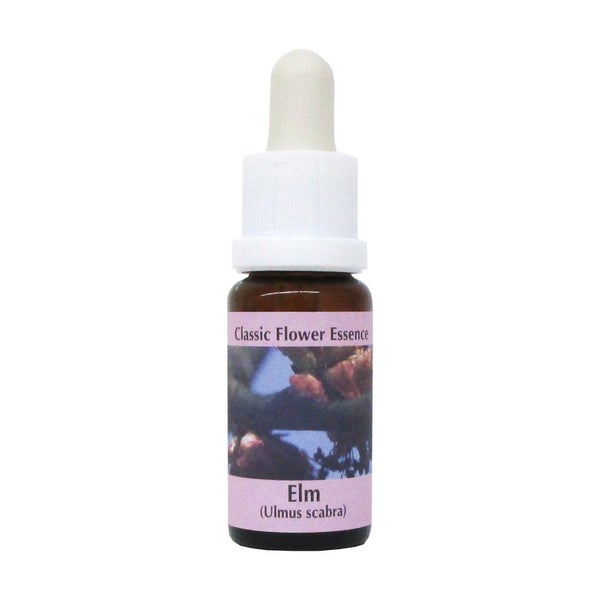 PHI Essences – Elm Bachblüte Nr. 11 – 1 St