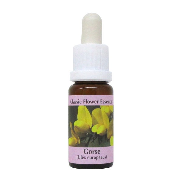 PHI Essences – Gorse Bachblüte Nr. 13 – 1 St